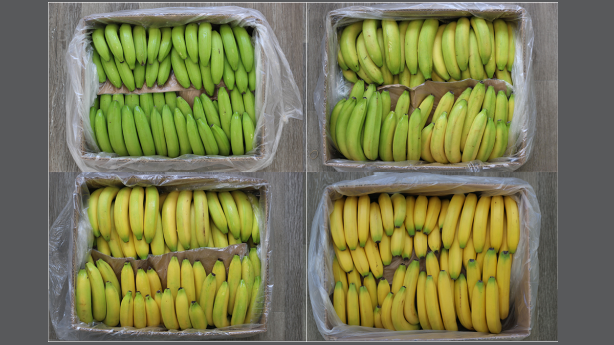 The German company Fruchtimport vanWylick GmbH, one of Europe’s largest banana ripening operators, has integrated Catalytic Generators’ Easy-Ripe® systems into its large-scale facilities. The company highlights the simplicity, safety, and control this technology offers compared to centralized gas systems, achieving a more efficient, stable ripening process without interruptions in supply De plátanos verdes a su punto perfecto de maduración, con una tecnología probada.png